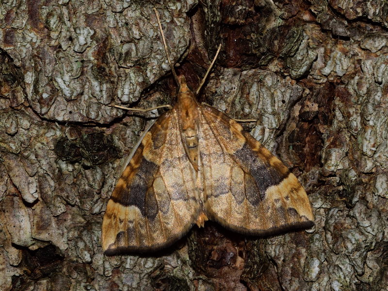 Eulithis populata, Geometridae